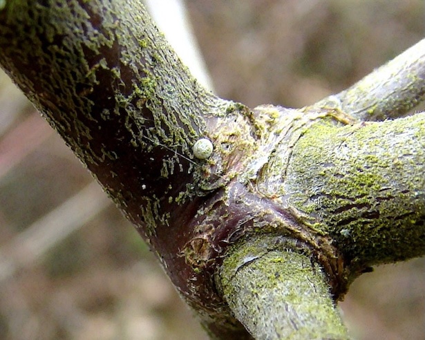 brown hairstreak